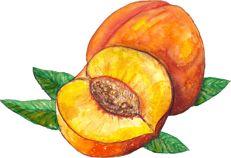 Peaches Illustration